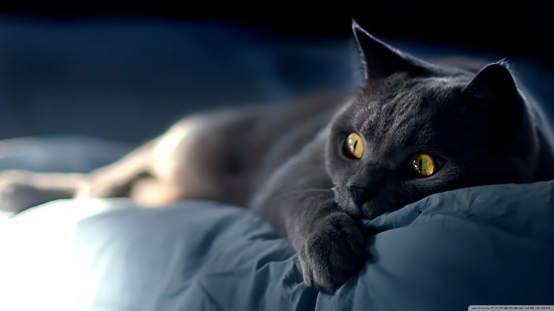 black cats, bed, yellow eyes, cats