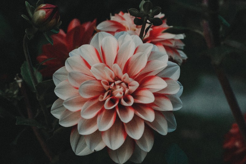 nature, flowers, closeup, colorful