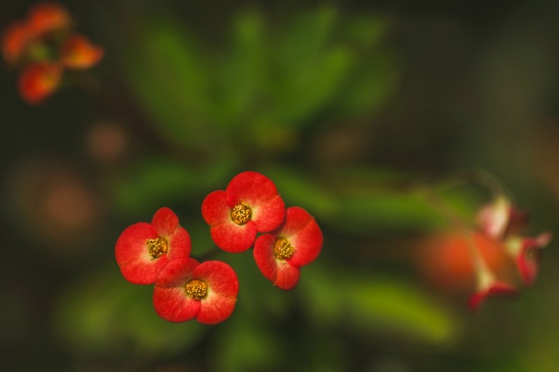 plants, flowers, red flowers