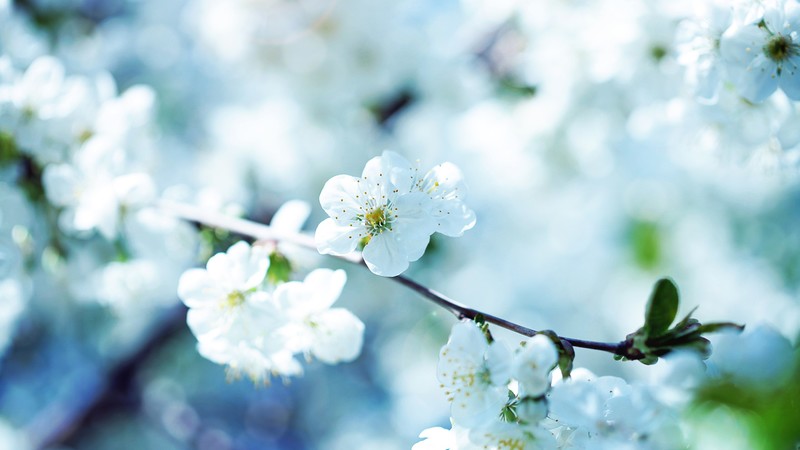 flowers, closeup, photography, white flowers, nature, depth of field, cyan