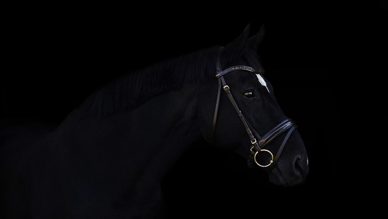 dark, horse, animals