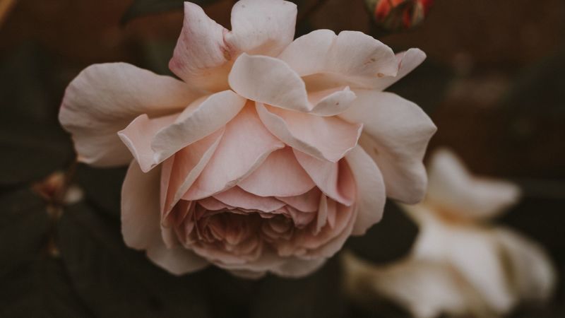 rose, flower, pink, buds, bloom, plant, 4k