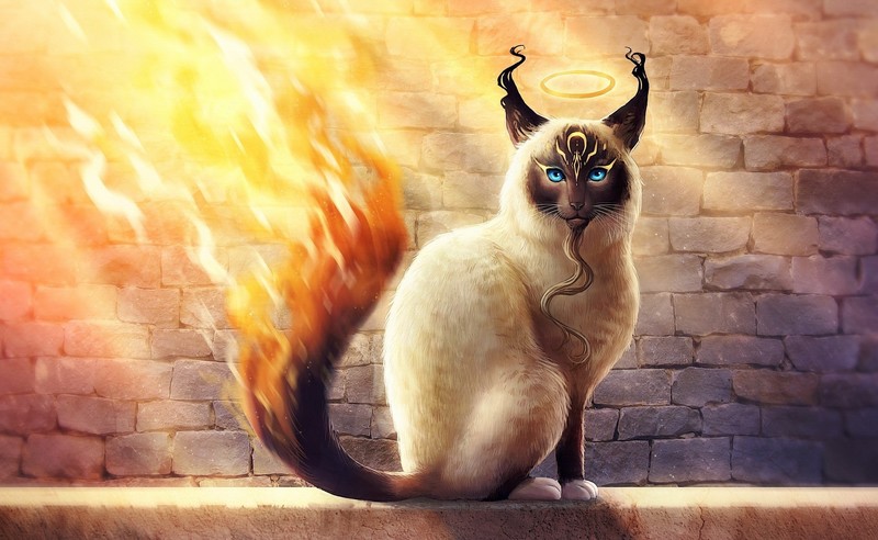 cats, animals, artwork, fire