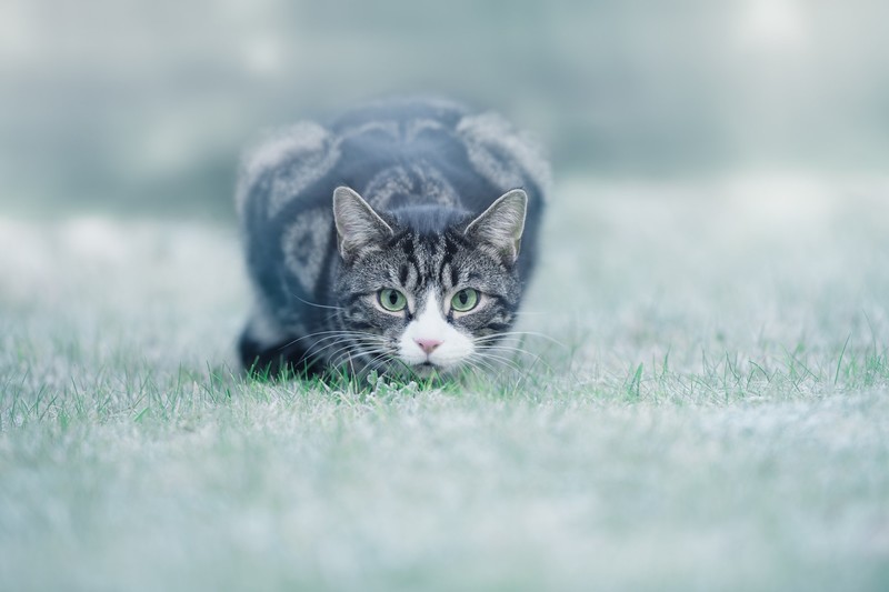 animals, cats, grass