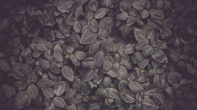 leaves, veins, plant, texture, 4k