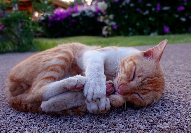 cats, animals, sleeping