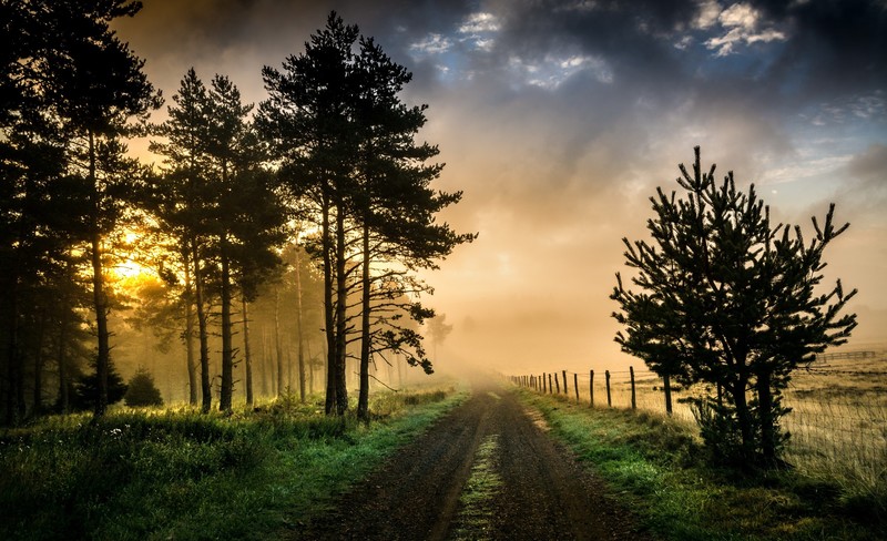dirt road, sky, trees