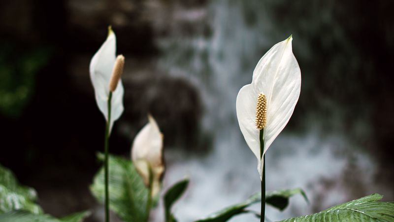 lily, flowers, white, plant, bloom, 4k