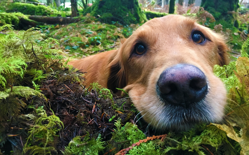 dog, outdoors, closeup