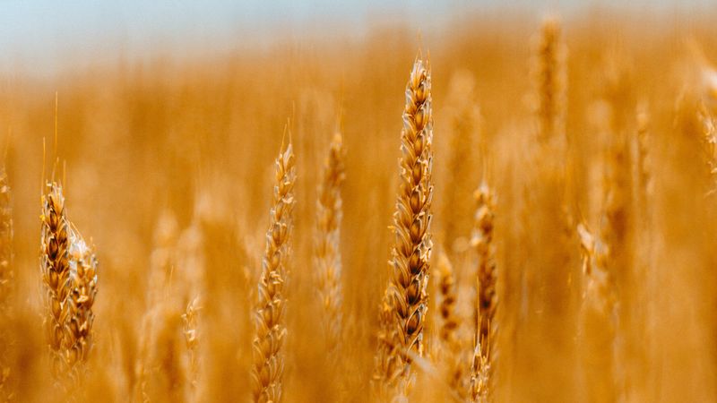 spikelets, wheat, cereals, field, blur, 4k