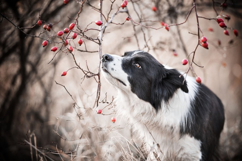 dog, animals, Border Collie