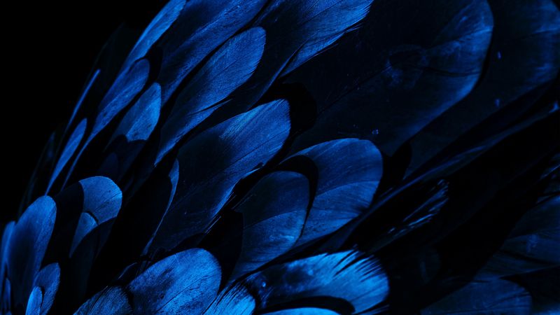 feathers, wing, blue, dark, 4k