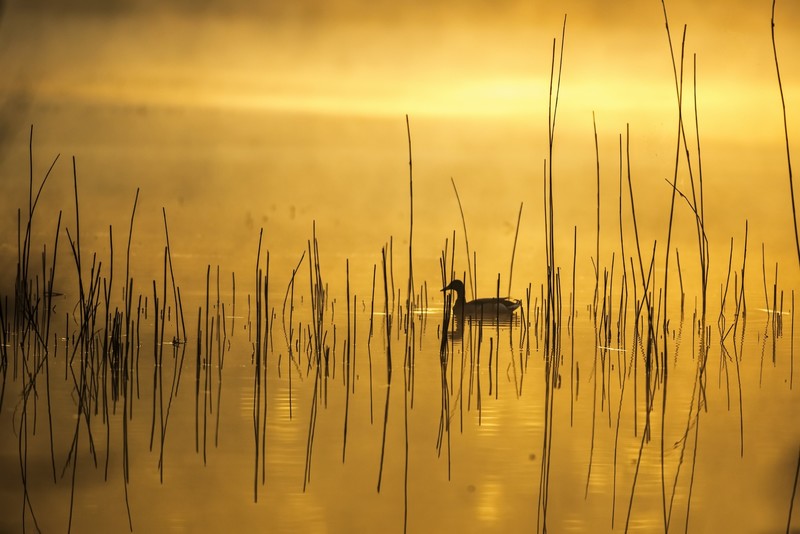 duck, yellow, nature, animals, water