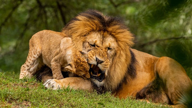 lion, cub, playful, predator, wildlife, 4k