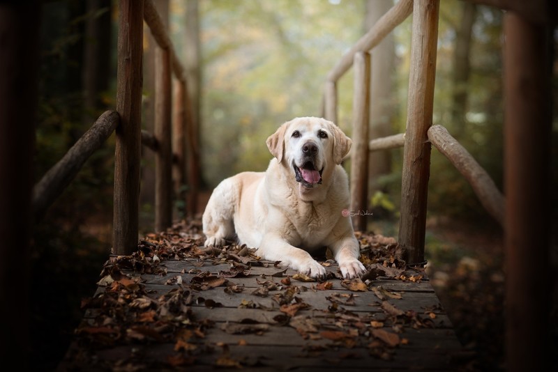 dog, animals, outdoors, fall, leaves