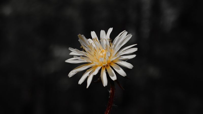 flower, white, bloom, closeup, plant, 4k