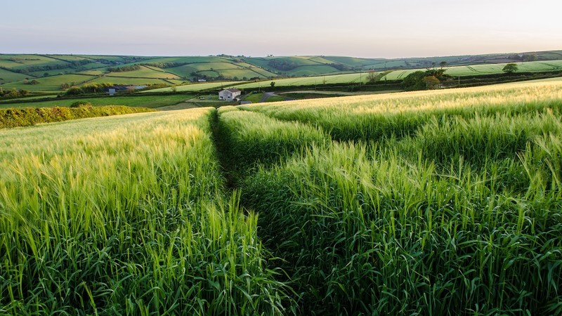 landscape, England, grass, plains