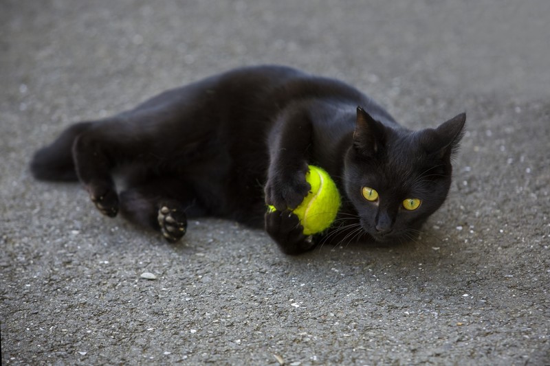 balls, tennis balls, cats, black cats, animals, yellow eyes