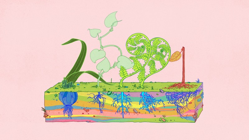 plants, roots