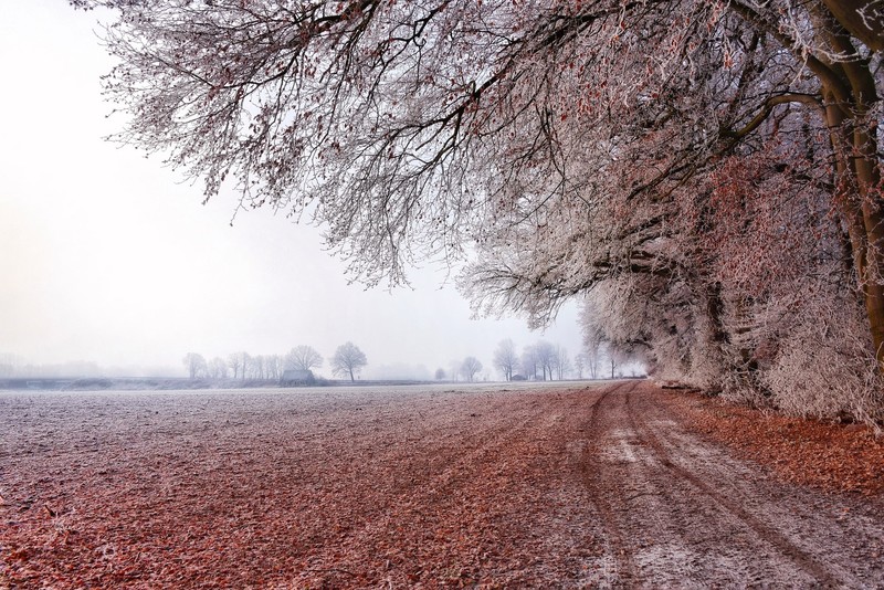 dirt road, field, landscape, trees