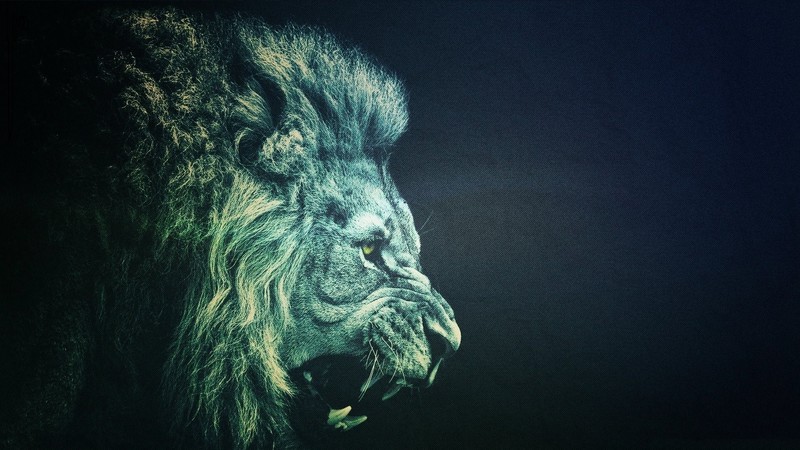 lion, animals, simple, photo manipulation