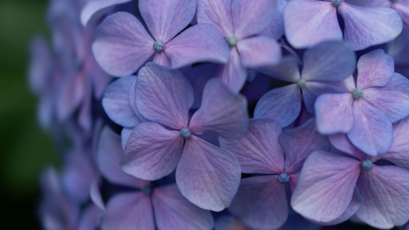 lilac, flowers, inflorescence, flowering, plant, 4k