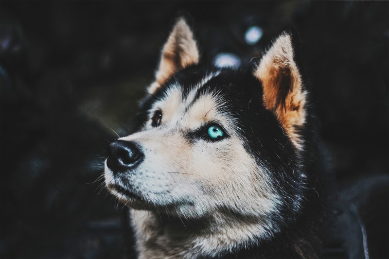 dog, Siberian Husky, dark background, heterochromia