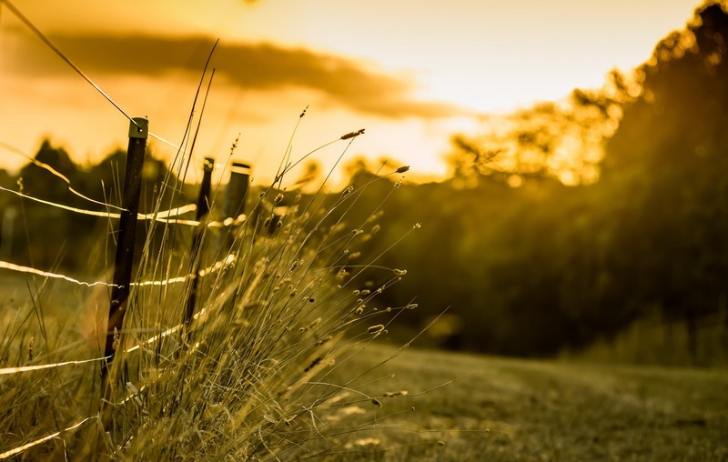 sunlight, sky, green, plants, fence