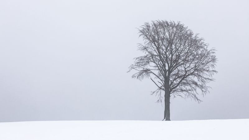 tree, fog, snow, lonely, landscape, 4k
