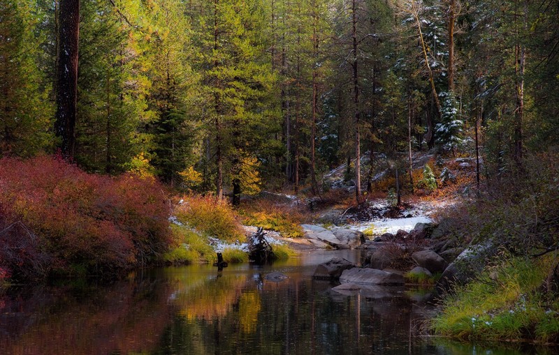water, river, nature, forest, trees, frost