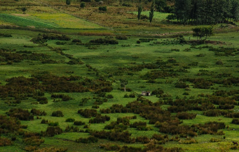 grass, field, landscape, nature, green