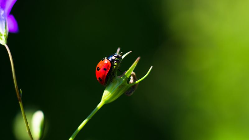 ladybug, insect, red, macro, closeup, 4k