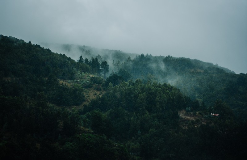 grass, forest, mountains