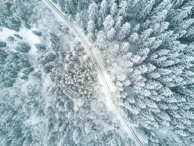 nature, trees, snow, road