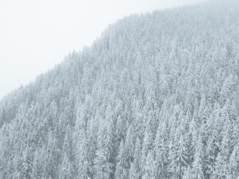 nature, snow, trees