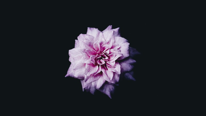 nature, flowers, dark background