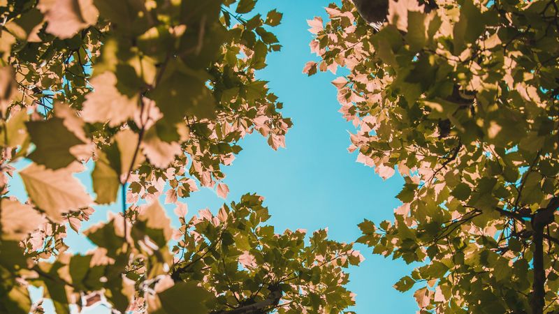 tree, branches, leaves, crown, sky, 4k