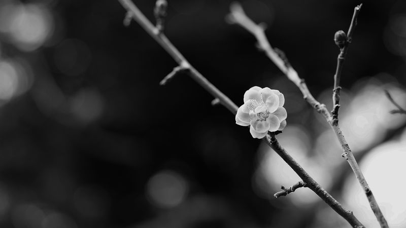 sakura, flower, bw, branch, blur, 4k