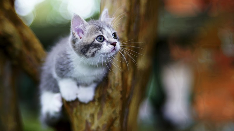 cats, animals, trees
