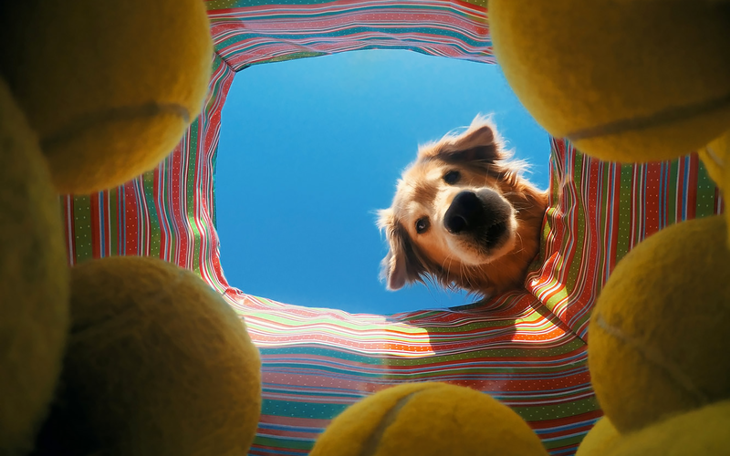 dog, tennis balls, animals, balls