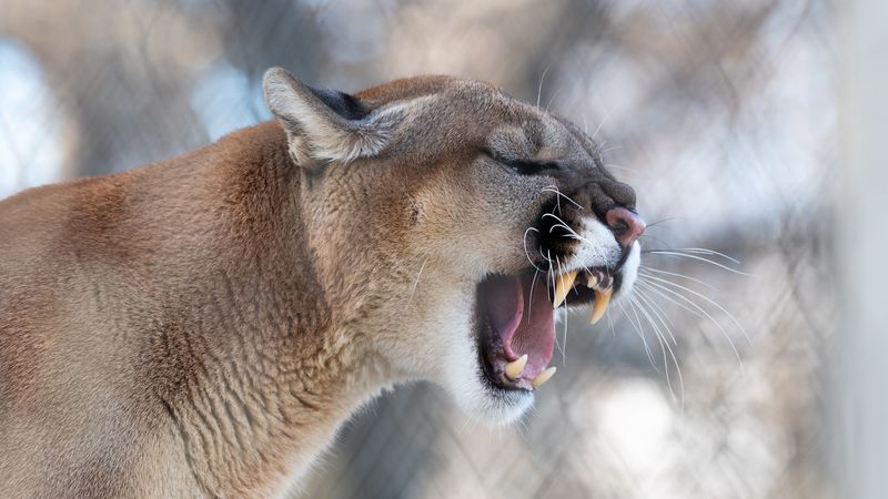 cougar, grin, roar, predator, fangs, wildlife, 4k