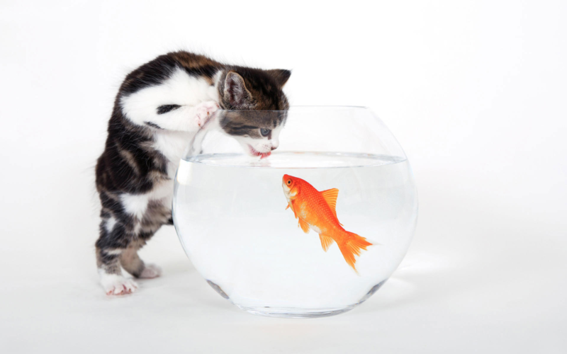 fish, cats, animals, mammals, simple background, white background, goldfish