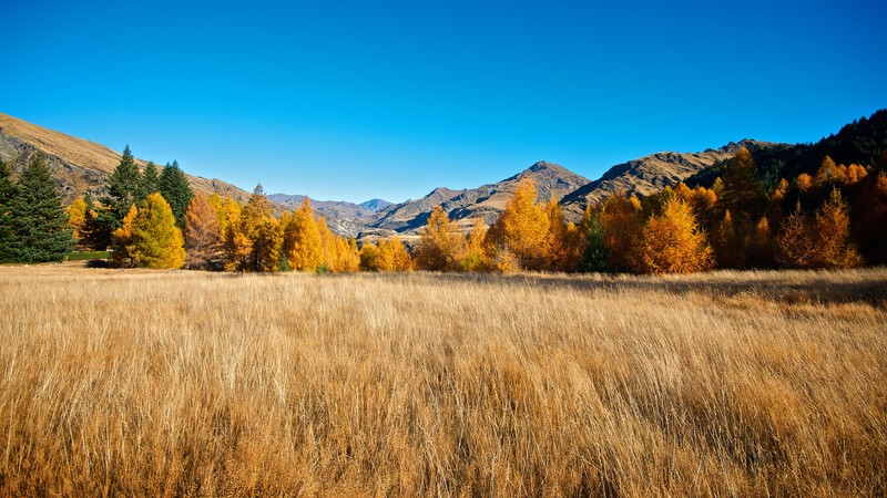 trees, mountains, clear sky, blue, fall, field, nature