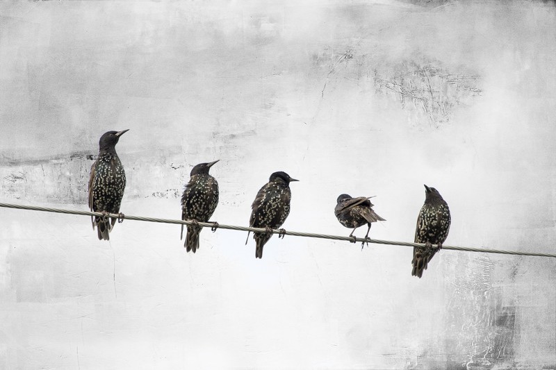 birds, animals, white, wire