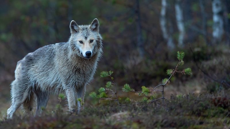coyote, predator, forest, beast, wildlife, 4k