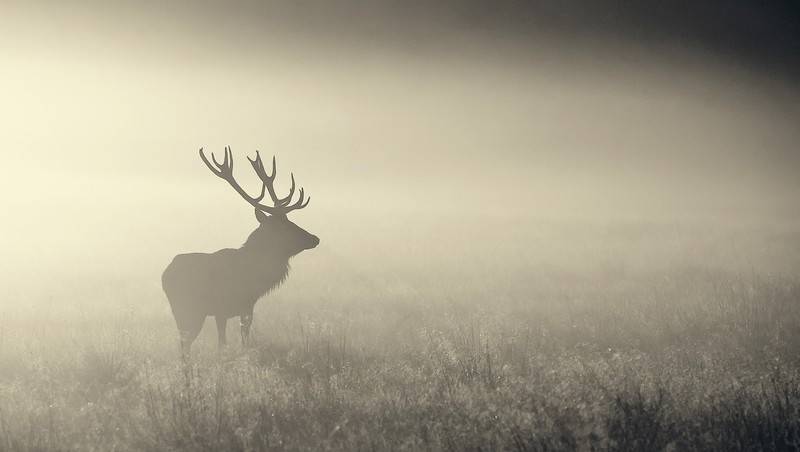 nature, mist, animals, elk, antlers, silhouette