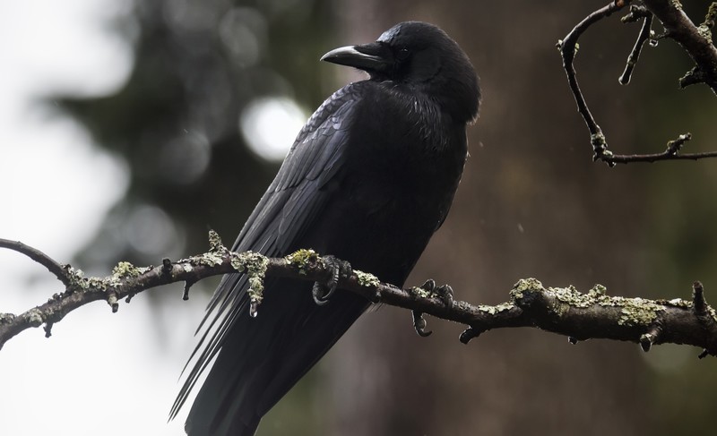 animals, birds, raven