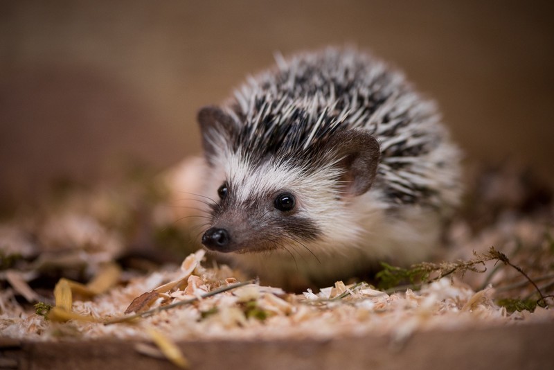 animals, hedgehog, blurred, black eyes