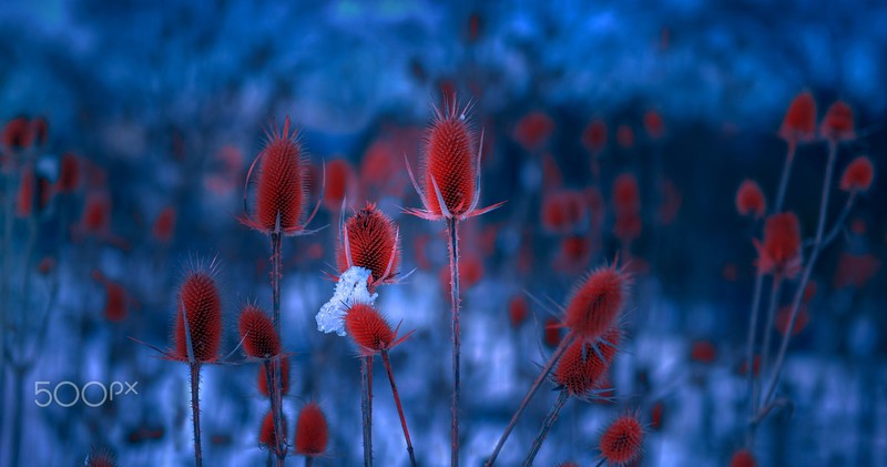 blue, red, plants