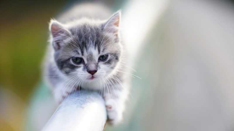 animals, cats, kittens